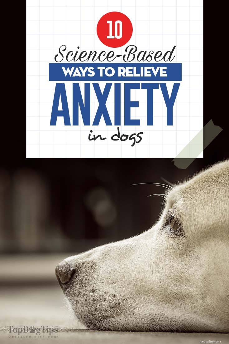 10 vetenskapsbaserade sätt att lindra ångest hos hundar