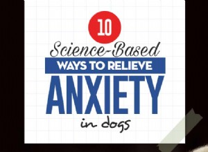 10 méthodes scientifiques pour soulager l anxiété chez les chiens