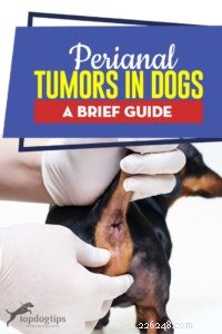 Perianala tumörer hos hundar:En kort guide