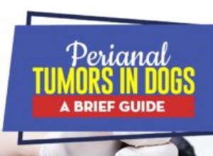Perianální nádory u psů:Stručný průvodce