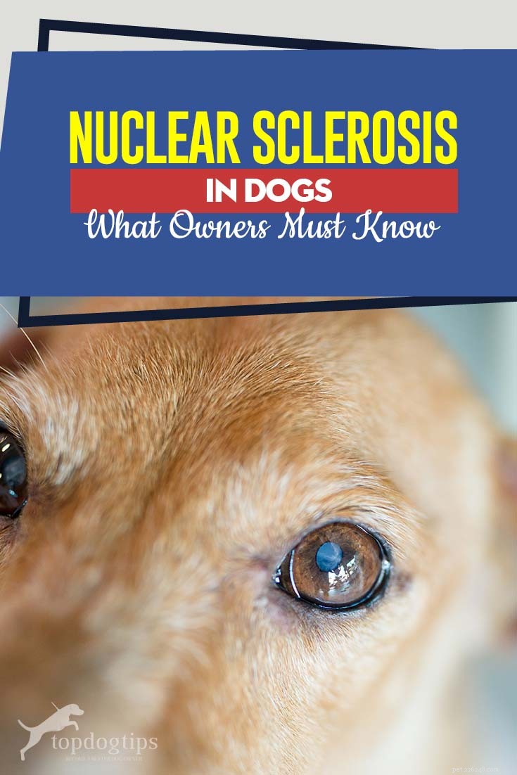 Ядерный склероз у собак:что должны знать владельцы