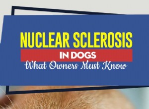 Ядерный склероз у собак:что должны знать владельцы