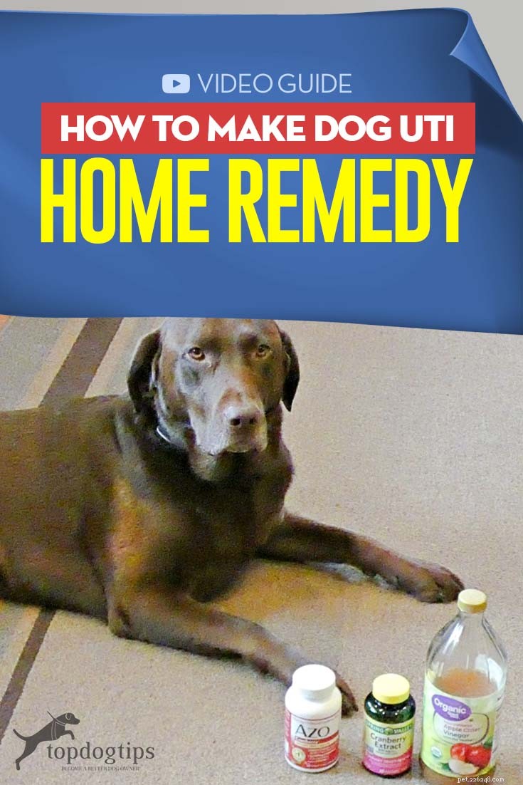 Hoe maak je een hond UTI Home Remedy