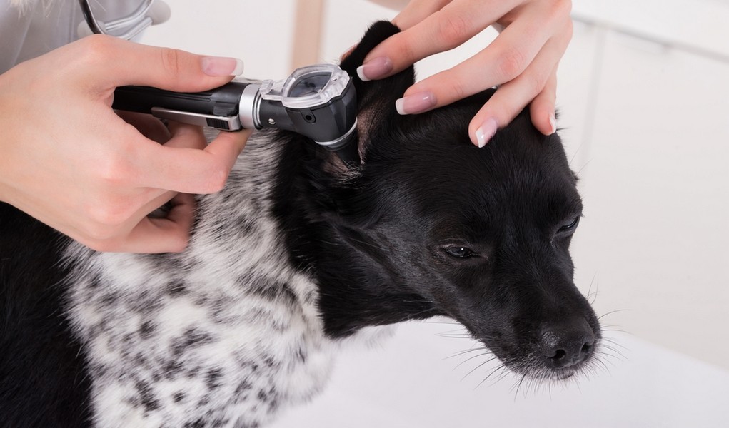 Ácaros da orelha em cães:sintomas, tratamentos naturais e veterinários, prevenção