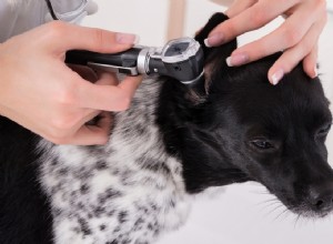 Ушной клещ у собак:симптомы, естественное и ветеринарное лечение, профилактика