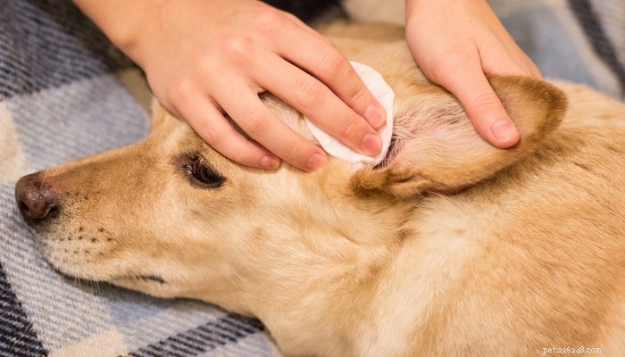 Oormijt bij honden:symptomen, natuurlijke en veterinaire behandelingen, preventie