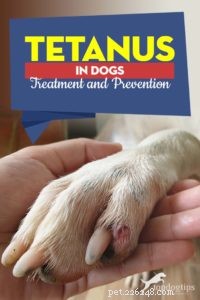 Tetanus hos hundar:vad det är, hur man hanterar och förhindrar det