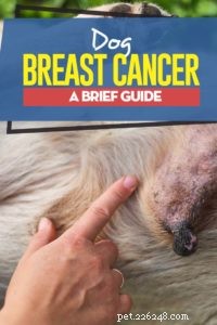 Cancro al seno del cane:una breve guida