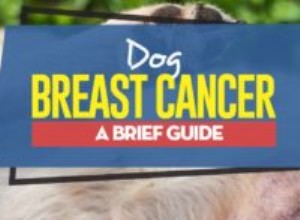 Rakovina prsu u psů:Stručný průvodce