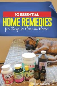 犬が家で持つべき10の本質的な家庭療法 