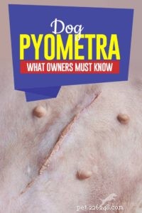 Dog Pyometra:Vad ägare måste veta