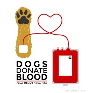 Hebben honden bloedgroepen? (En andere gerelateerde feiten)