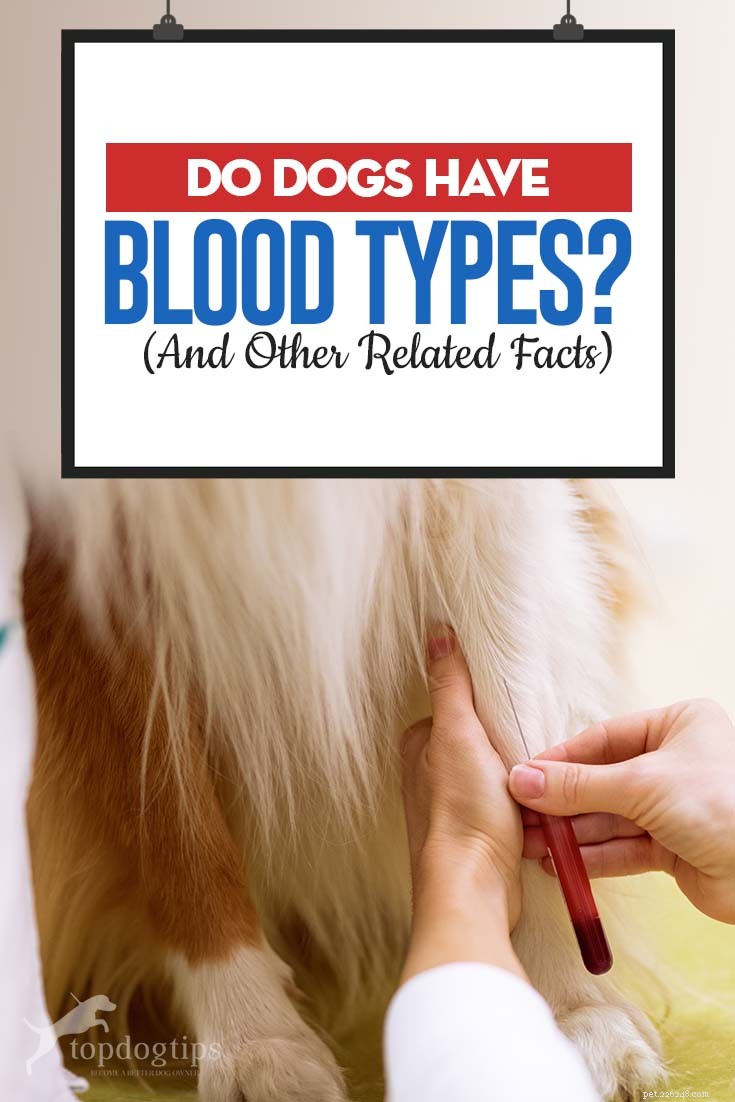 Les chiens ont-ils des groupes sanguins ? (Et autres faits connexes)