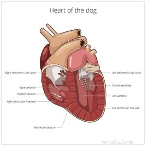 Srdeční šelesty u psů:Stručný průvodce