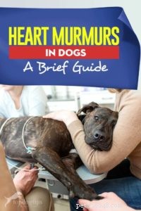 Сердечные шумы у собак:краткое руководство