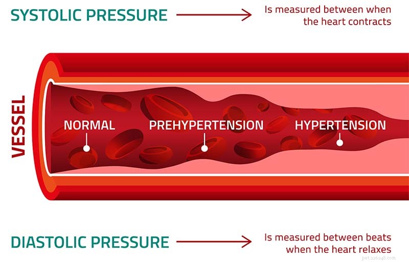 Hoge bloeddruk bij honden (hypertensie):een korte handleiding