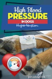 L ipertensione nei cani (ipertensione):una breve guida