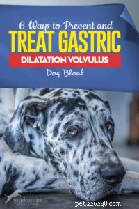 6 maneiras de prevenir e tratar o vólvulo de dilatação gástrica (inchaço do cão)