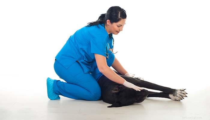 6 способов профилактики и лечения заворота желудка при расширении желудка (вздутие живота собаки)