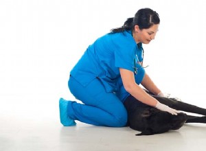 위 팽창 Volvulus(개 팽만감)를 예방하고 치료하는 6가지 방법