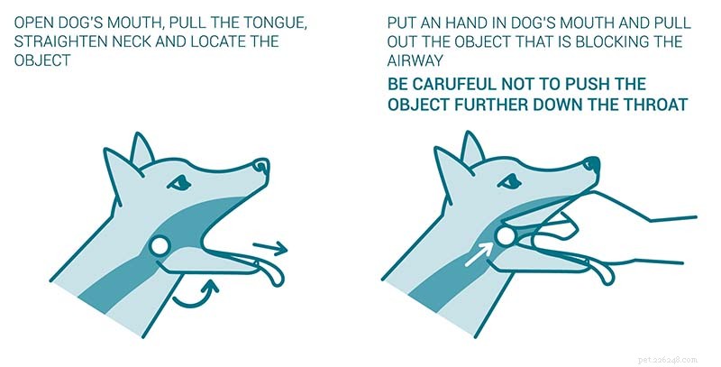 개가 질식하면 어떻게 해야 합니까?
