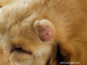5 tumores cancerígenos mais perigosos em cães