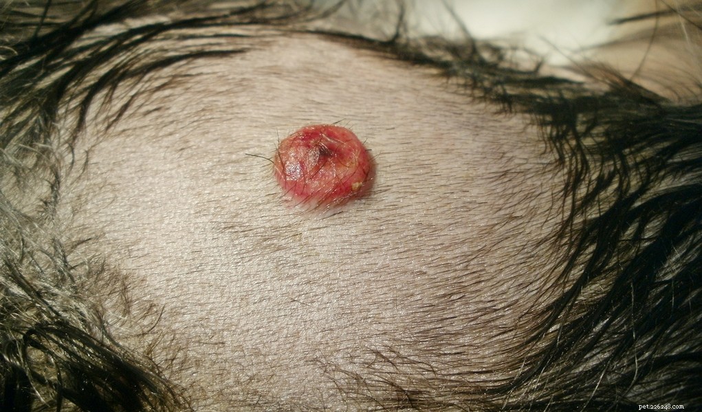 I 5 tumori cancerosi più pericolosi nei cani
