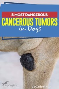 개의 가장 위험한 5가지 암 종양