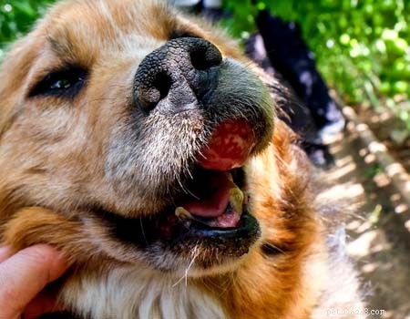5 mest farliga cancertumörer hos hundar