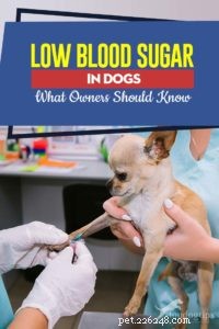 Baixo açúcar no sangue em cães:o que os donos devem saber