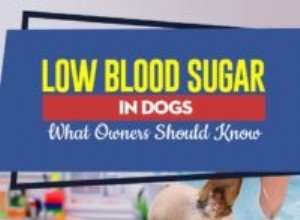 Низкий уровень сахара в крови у собак:что должны знать владельцы