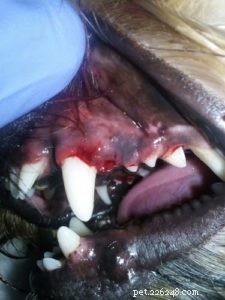 Branqueamento dos dentes do cão:aqui estão suas opções