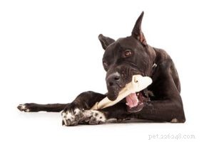 Honden tanden bleken:hier zijn uw opties