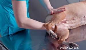 Průvodce zvládáním bolesti pro psy