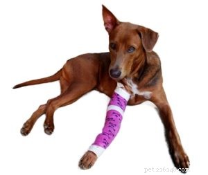 강아지 통증 관리 가이드
