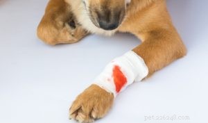 Guia sobre controle da dor em cães