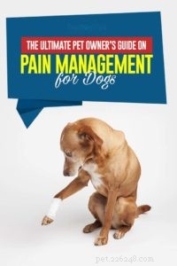 Guia sobre controle da dor em cães