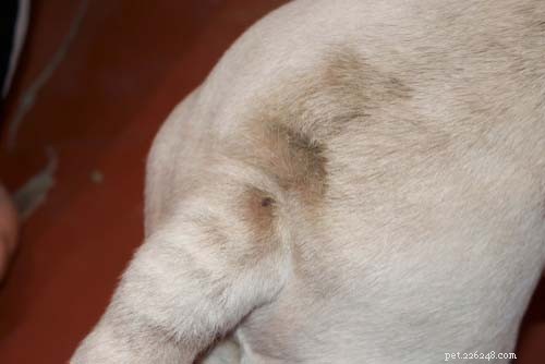 Bollen op de rug van een hond:7 dingen die het kan zijn en wat te doen