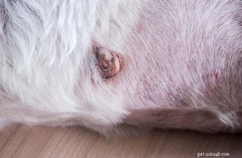 Bumps on a Dog’s Back:7 Things It Could Be and What To Do