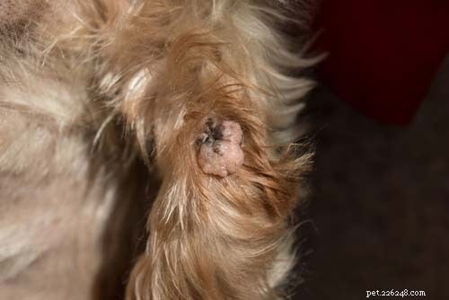 Bollen op de rug van een hond:7 dingen die het kan zijn en wat te doen