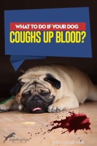 あなたの犬が血を吐いたらどうしますか？ 