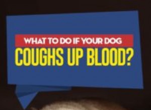 Co dělat, když váš pes kašle krev?