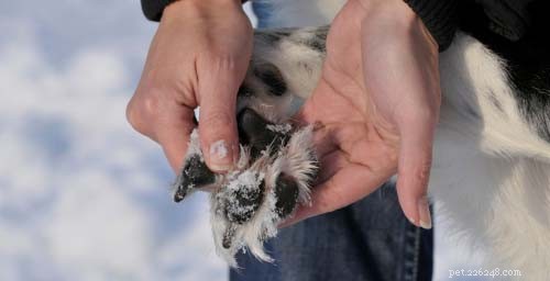 Ochrana psích tlapek:5 způsobů, jak chránit psí tlapky v zimě