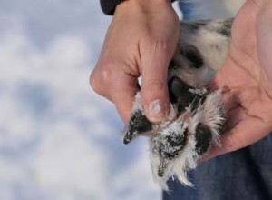 Ochrana psích tlapek:5 způsobů, jak chránit psí tlapky v zimě