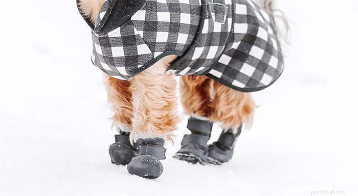 Hundtassskydd:5 sätt att skydda hundtassar på vintern