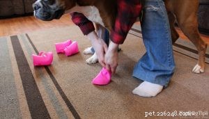Hundtassskydd:5 sätt att skydda hundtassar på vintern