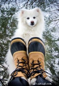 Proteção de patas de cães:5 maneiras de proteger as patas de cães no inverno