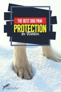 犬の足の保護：冬に犬の足を保護する5つの方法 