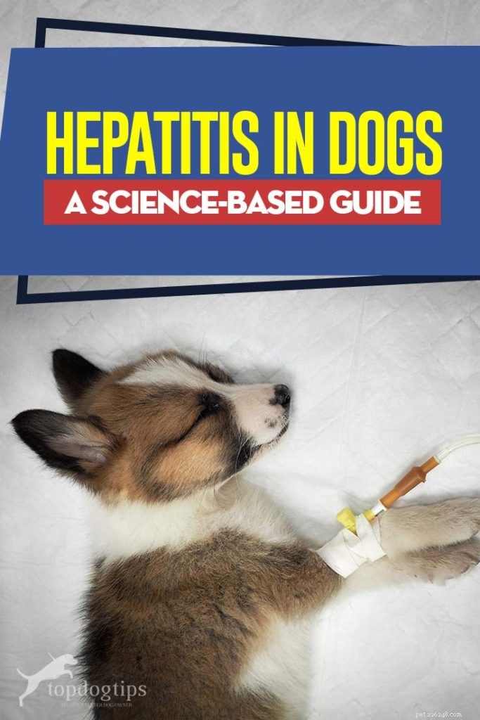 L hépatite chez le chien :un guide scientifique