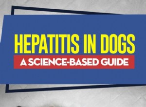 Гепатит у собак:научное руководство 